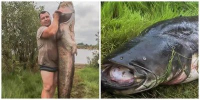 52-килограммового сома выловили рыбаки в реке Урал - Рамблер/субботний