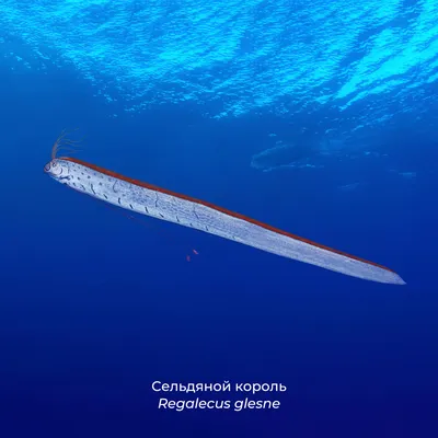 Самая длинная рыба в мире фото фото