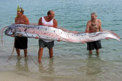 Самая длинная рыба в мире | Занимательная ихтиология | Дзен