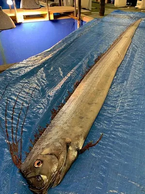 А кому легко?» Длиннейшая в мире рыба выбросилась на берег в Японии (фото)