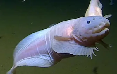 В Камбодже поймали самую большую в современной истории пресноводную рыбу.  Это скат весом 300 кг - BBC News Русская служба