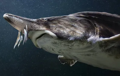 International News • Facts • Tips - Самая большая рыба - китовая акула. |  Facebook