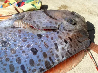 Рекордно большая меч-рыба поймана у берегов Флориды | ИА Красная Весна