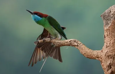 Самые красивые птицы планеты ᐈ Параграф online.zakon.kz