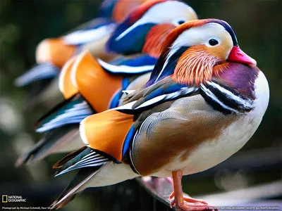 Самая красивая птица в мире …» — создано в Шедевруме