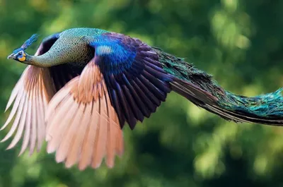 Павлин - самая красивая птица Стоковое Изображение - изображение  насчитывающей ангстрома, цвет: 54848697