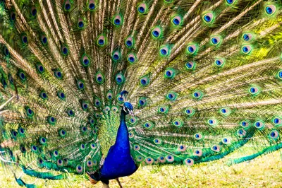 10 самых красивых птиц - Интересные фото