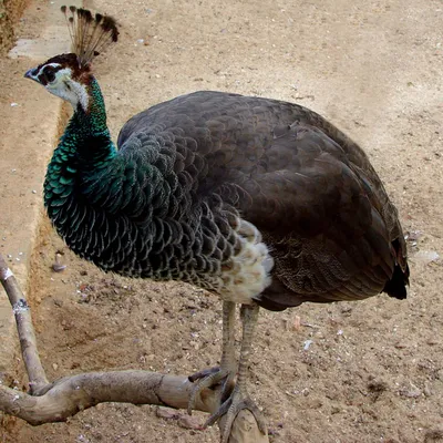 Самая самая красивая птица …» — создано в Шедевруме