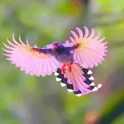 Alexandr - Сорока — самая красивая птица Европы. #magpie... | Facebook