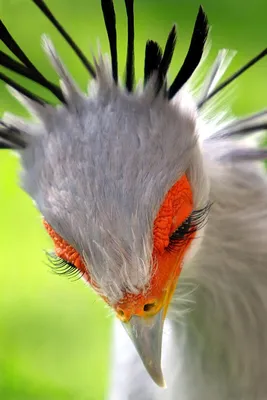 30 необычайно красивых птиц, о от Ева Тушенкина за 16.05.2020