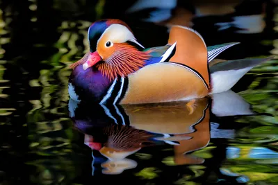 Павлин – самая красивая птица в мире | Пикабу