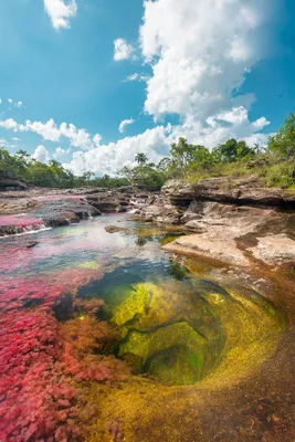 Каньо-Кристалес — самая красивая река на Земле | STENA.ee