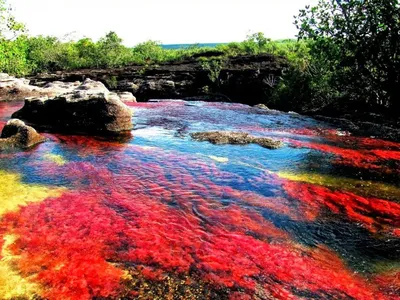 Cristales Cano самая красивая река в мире Стоковое Изображение -  изображение насчитывающей чисто, красно: 170020115