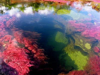 Каньо-Кристалес - самая красивая река в мире. | Интересный контент в группе  ACIDMATH | Озера, Водопады, Места для посещения