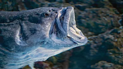 Соцсети Перми обсуждают рыбу-мутанта, выловленную в Каме — фото