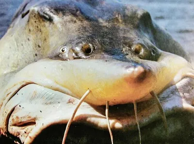 Самая крупная рыба в каспийском море - 71 фото