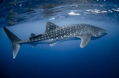 Самая большая китовая акула может достигать длины 20 м и веса 150 т» —  создано в Шедевруме