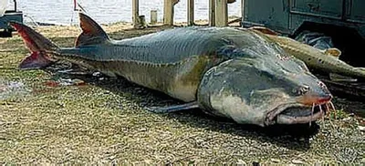 Самая большая рыба на земле - китовая акула
