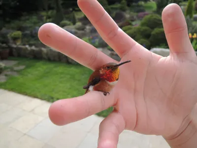 Самые маленькие птицы в мире! - YouTube
