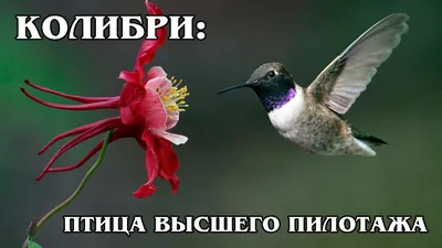 Колибри-пчёлка — самая маленькая птица в мире | Всё обо всём | Дзен