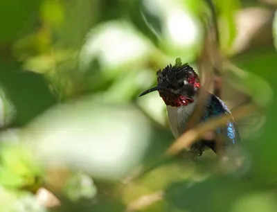 Маленькая птица с тонким длинным клювом - 71 фото