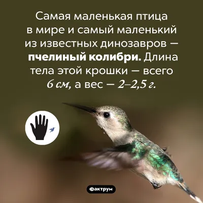 Самая маленькая и необычная птица в мире | Интересное вокруг нас | Дзен