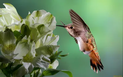 Get to Know the Bee Hummingbird, the World's Smallest Bird | Audubon