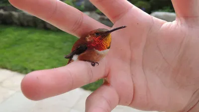 Посмотри. - Топазовый колибри - самая маленькая птичка в мире, длиной до  2,5 см. | Facebook