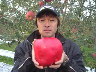 Самое большое яблоко в мире фото фото