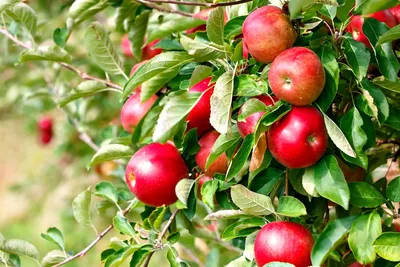 В конкурсе на самое большое яблоко победил «Зеленый великан» | K1NEWS  Кострома