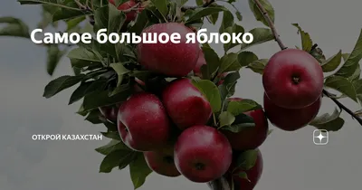 Конкурс на самое большое яблоко провели в Алматы