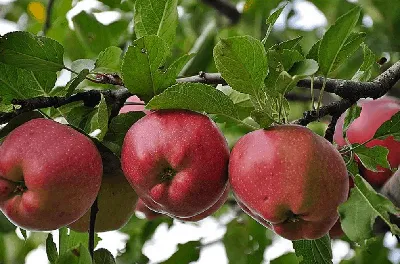 В Татарских Челнах выбрали самое большое яблоко | 20.08.2021 | Менделеевск  - БезФормата