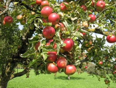 Названы цены, по которым в Беларуси можно сдать яблоки на заготовку - KP.RU