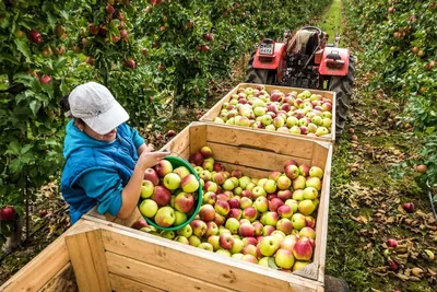 Райские сады. Как псковские яблоки завоевывают Россию | Экономика | АиФ  Псков