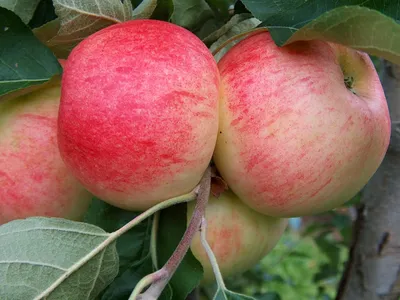 Самые большие яблоки в мире: топ-10 наиболее крупных сортов