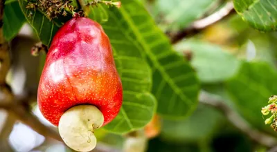 Яблище или самое большое яблоко в мире – Анна Каркачева