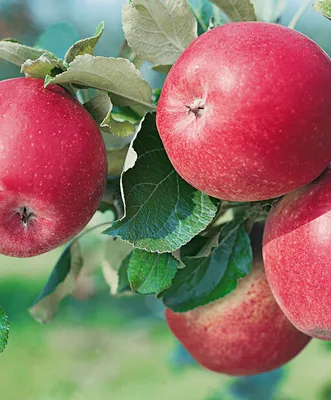Яблоко от яблони... УрГЭУ провел уникальное исследование пяти сортов яблок:  Пресс-релизы: Облгазета