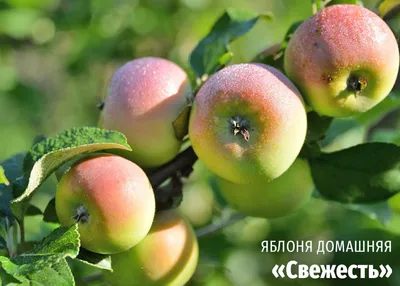 В Латгалии готовы к сбору урожая яблок / Статья