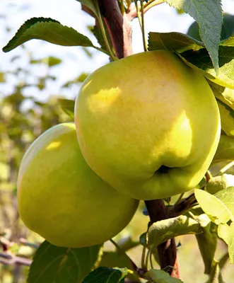 Кто и где вырастил самое большое в мире яблоко?