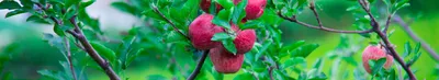 День немецкого яблока: любовь к вечному фрукту в Германии