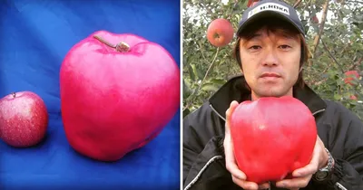 Самое крупное яблоко. Яблоня сорт Джумбо Помм. Apple Giant.Jumbo Pomm. -  YouTube