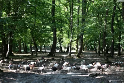 Самурский лес: ускользающая красота | Природа и достопримечательности  Дагестана | Дзен