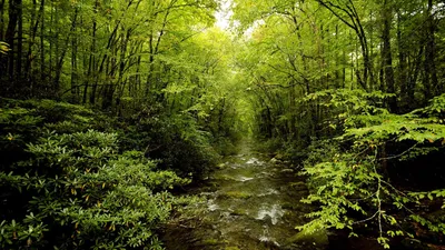 Самурский лес и Лунь (из Дербента) — забронировать экскурсию онлайн |  CronTravel