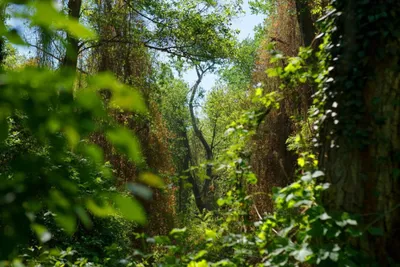 Самурский лиановый лес в Дагестане, экскурсия от отеля Океан
