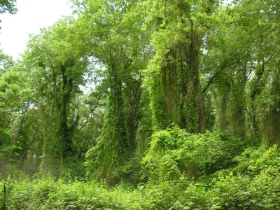 Самур - субтропический лес Дагестана - APPREAL