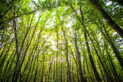 Самурский лес перевели в статус национального парка | Информационный портал  РИА \"Дагестан\"