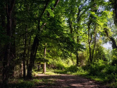 Экскурсия в Самурский лес