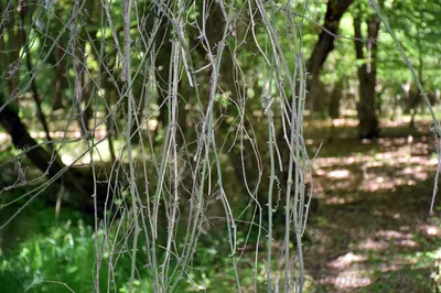 Самурский лиановый лес в Дагестане – как его посетить самостоятельно или с  экскурсиями