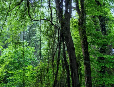 Самурский лес – нетипичное для Дагестана место.Как туда попасть и что  посмотреть | Путешествия: большие и маленькие | Дзен