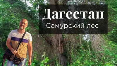 Самурский лес, Дагестан - «Уникальный реликтовый лес, древние лианы и  дерево с досковидными корнями, разъяренная корова и предупреждение  аллергикам» | отзывы